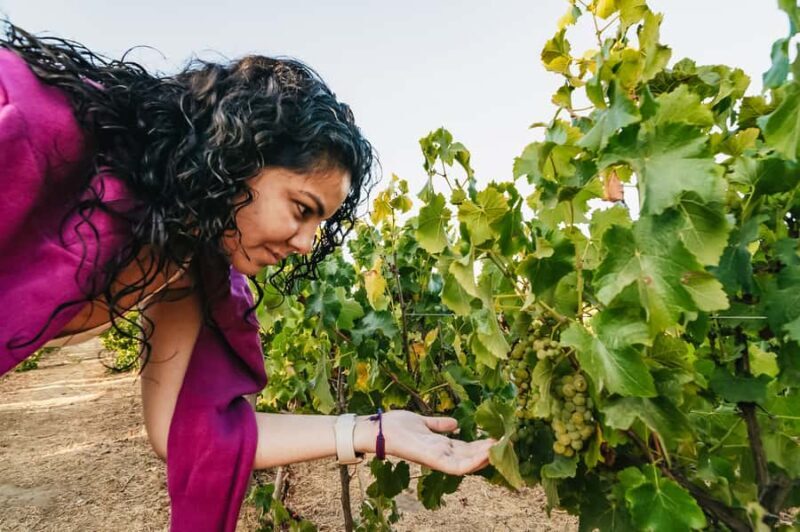 Santiago: Vina Del Mar, Valparaiso, Casablanca & Reñaca Tour - Who Is This Tour Best For?