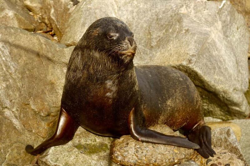 Santiago: Viña del Mar, Valparaiso, with Wine Tasting - Frequently Asked Questions