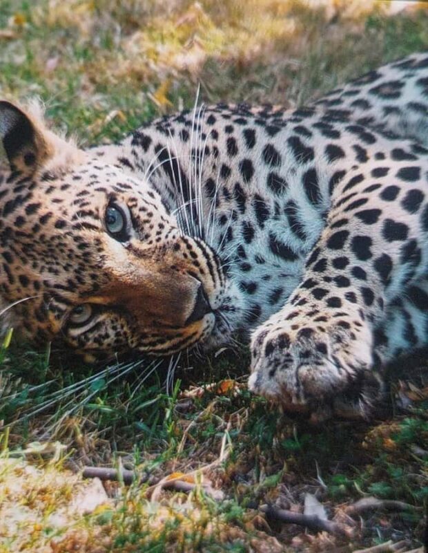 Santiago:Safari Park Tour - Key Points