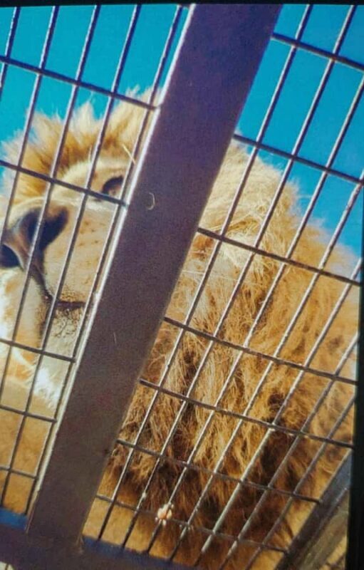 Santiago:Safari Park Tour - FAQ: Your Questions Answered