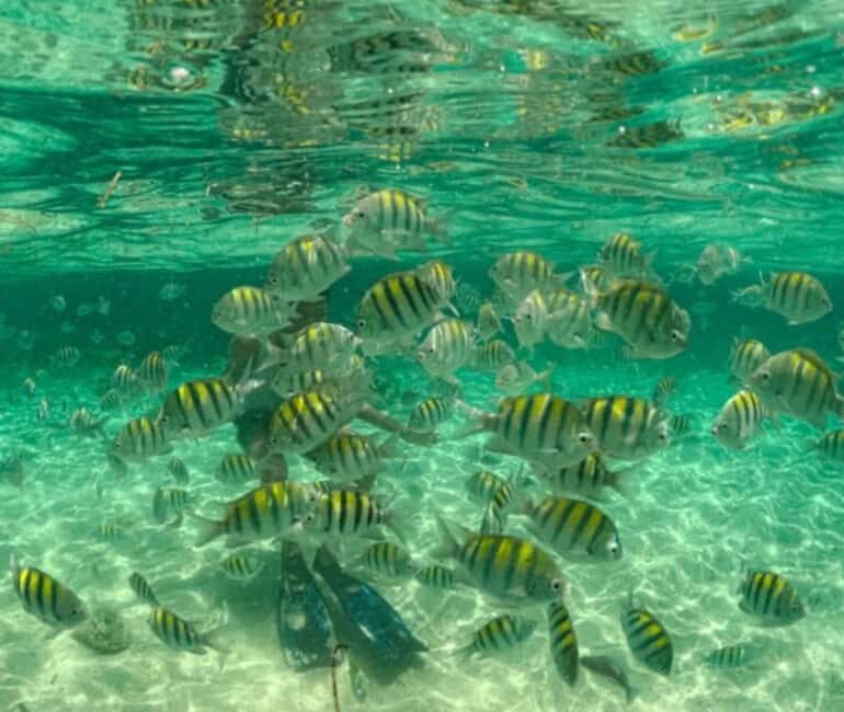 Santo Domingo: Full Day Tour to Paradise Island - Cayo Arena - FAQ