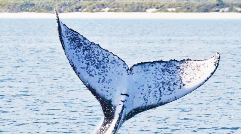 Santo Domingo: Whale Watching and Barcadi Island Full Day - What Makes This Tour Special?