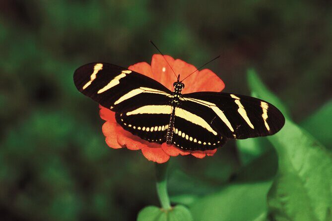 Santo Domingos Natural Treasures - Key Points