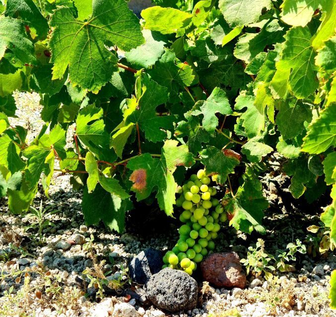 Santorini: Authentic Private Wine Tasting Tour - What’s Included and How It Adds Value