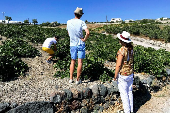 Santorini Food & Wine Tour: Eat and Taste Like a Local - Exploring the Santorini Food & Wine Tour in Depth