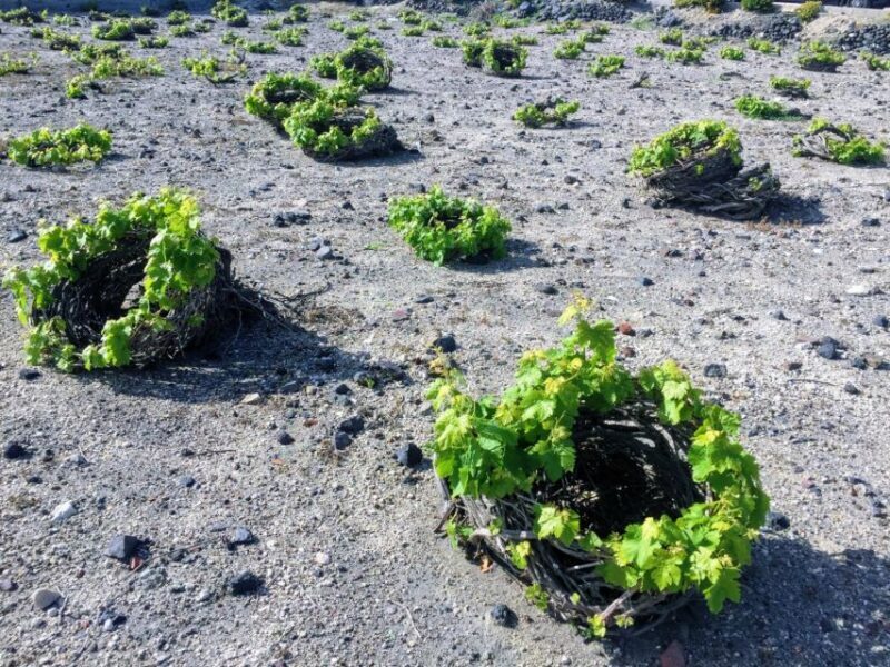 Santorini: Guided Tour to 3 Wineries with Wine Tastings - Who Should Consider This Tour?