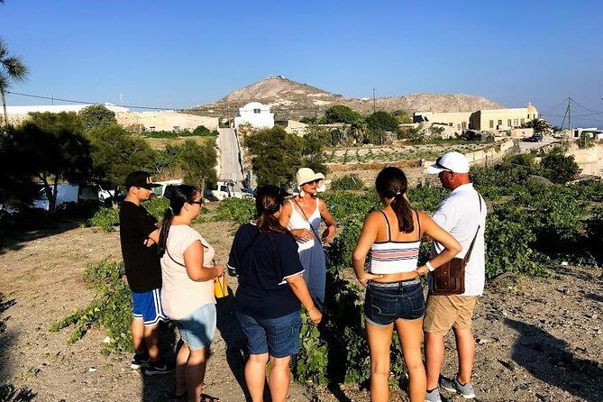 Santorini Half Day Wine Tasting & Winery Tour with Pickup - Authenticity & Value