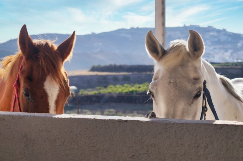 Santorini: Horseback Riding Tour on the Beach - Final Thoughts