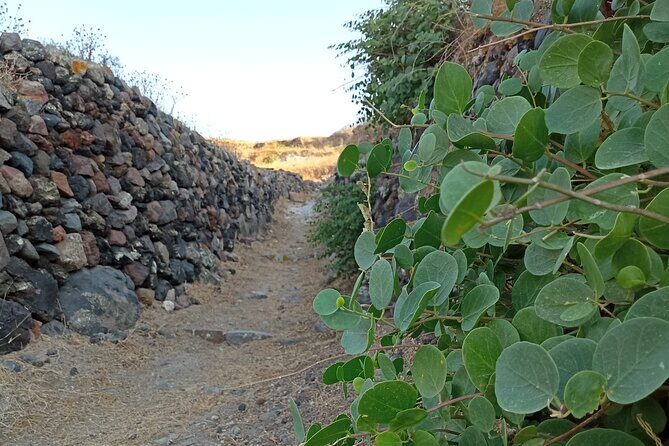 Santorini: Private Agri-Educational Visit to an Organic Farm - Final Word