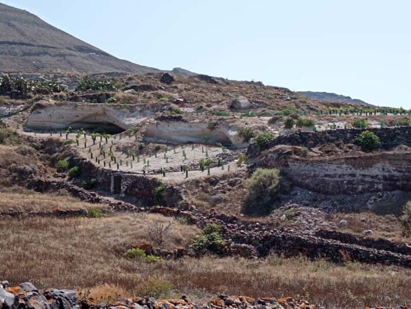 Santorini: Private Agri-Educational Visit to an Organic Farm - Santorini: Private Agri-Educational Visit to an Organic Farm
