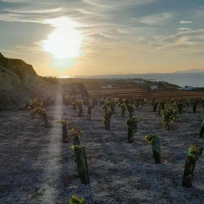 Santorini: Private Agri-Educational Visit to an Organic Farm - Practical Details