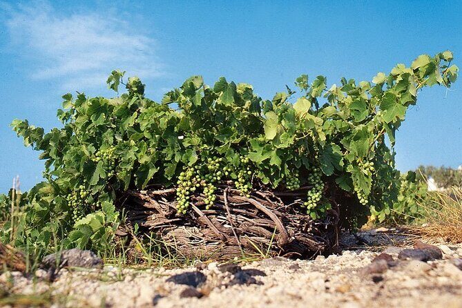 Santorini Private Highlights Tour & Wine Tasting with local guide - A Deep Dive Into the Santorini Highlights Tour