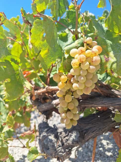 Santorini Private Tour: Hidden Gems & Wine Experience - FAQ