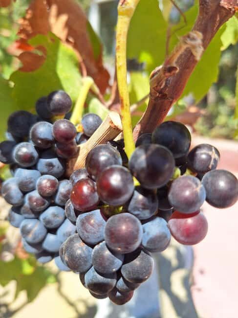 Santorini Private Wine Tour with Local Expert & Sunset - The Sum Up: Is This Tour Worth It?