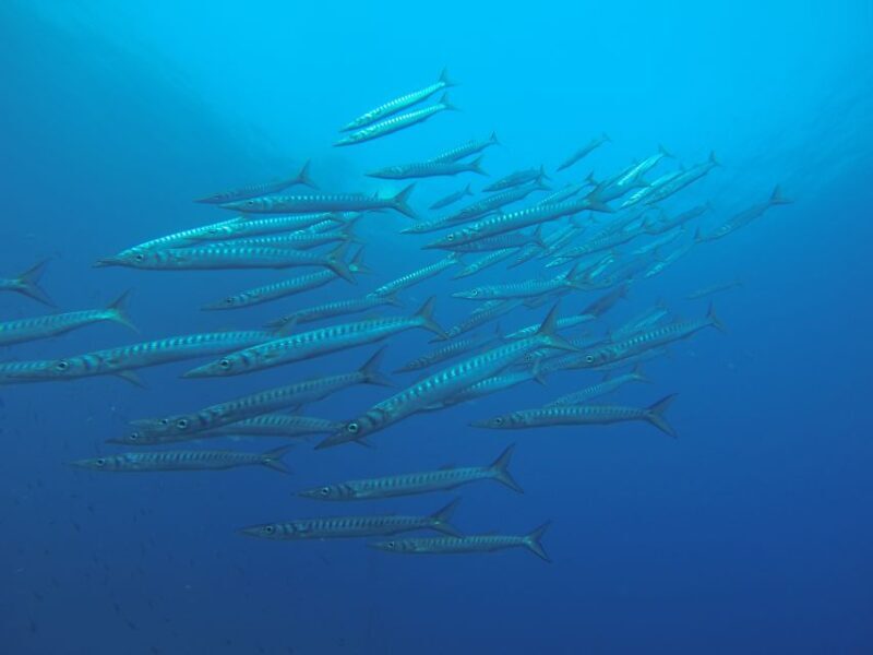 Santorini: Scuba Diving Experience for Beginners - Who Is This Tour Best For?