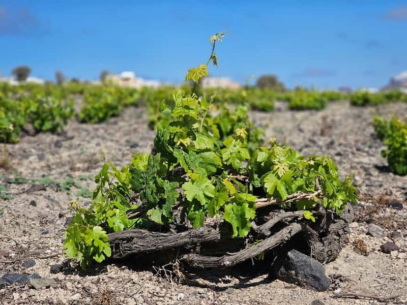 Santorini: Shared Wine Tasting and Culinary Experience - Exploring Santorini’s Vineyards: A Personal Wine & Culinary Journey