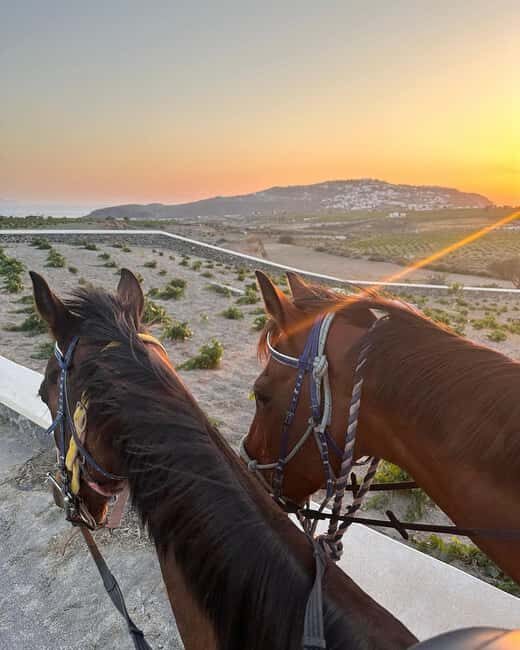 Santorini: Sunset Horse Riding Tour with Professional Photos - Final Thoughts: Who Is This Tour Perfect For?