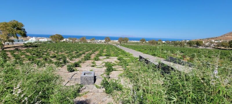 Santorini: Three Wineries and One Brewery Tour with Tastings - The Tasting Experience: Quality and Insight