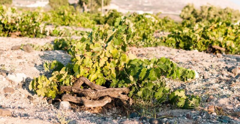 Santorini: Three Wineries and One Brewery Tour with Tastings - Frequently Asked Questions