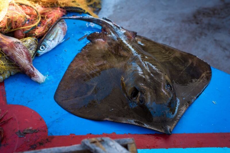 Santorini: Traditional Fishing Trip and Fresh Fish Lunch - Key Points