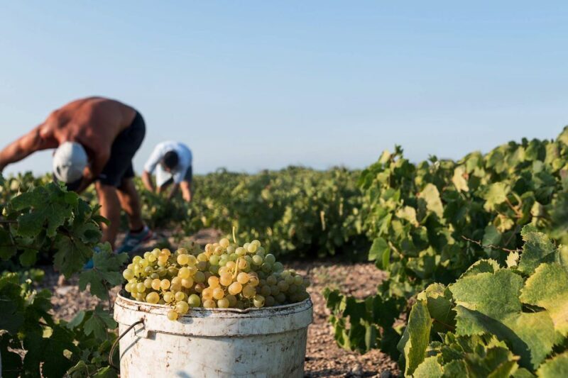 Santorini Wine Roads: Tour of 3 Wineries with a Sommelier - Exploring the Santorini Wine Roads: A Detailed Review