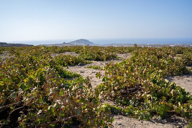 Santorini Wine Roads Tour with Wine Tastings Morning & Sunset - Experience the Heart of Santorini’s Wine Scene: A Detailed Review of the Wine Roads Tour