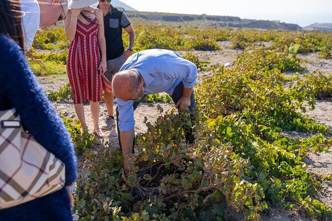 Santorini Wine Roads Tour with Wine Tastings Morning & Sunset - Who Would Love This Tour?