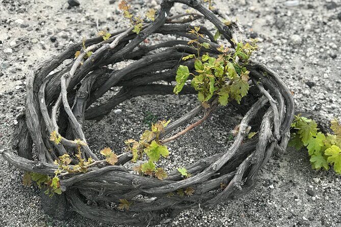 Santorini wine tasting and Traditional Cave Settlement Tour - Who Should Consider This Tour?