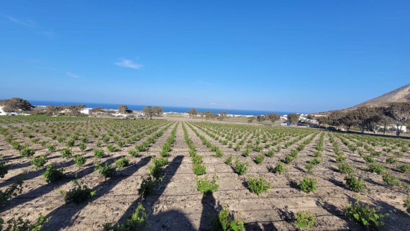 Santorini: Wine tasting in 3 Wineries and a Greek Meal group - Exploring Santorini’s Wine Scene: A Detailed Look at the Tour