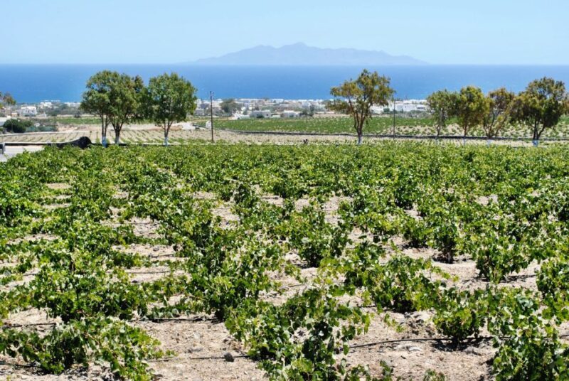 Santorini: Wine Tasting Tour & Sunset Viewing - A Genuine Look at the Santorini Wine Tasting & Sunset Tour