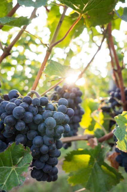 Santorini: Wine Tasting Tour with 12 Tastings and Snacks - Frequently Asked Questions