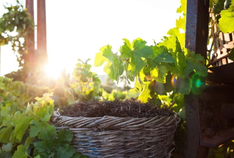 Santorini's "Wine Roads": Private Wine Tour With Tastings - The Sum Up