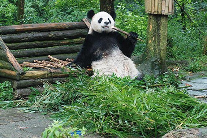 Sanxingdui Ruins and Giant Pandas Private Day Tour from Chengdu - A Deep Dive into the Experience