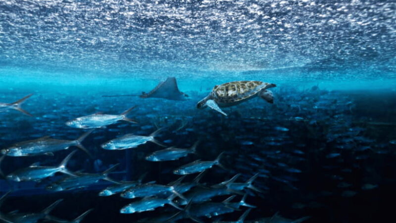 Sanya: Atlantis Lost Chambers Aquarium - The Value Proposition