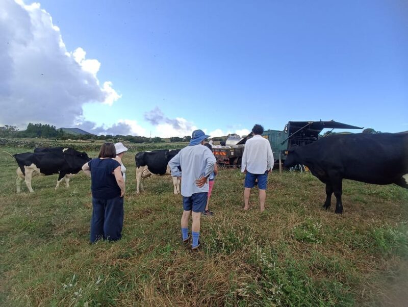 Sao Jorge Cheese Tour - Half day - Exploring the Sao Jorge Cheese Tour in Depth