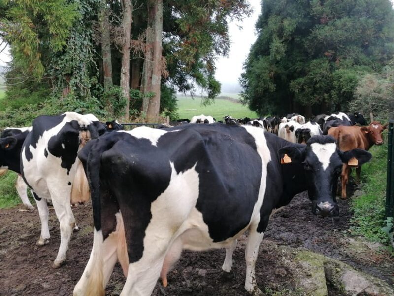 Sao Jorge Cheese Tour - Half day - Who This Tour Is Best For