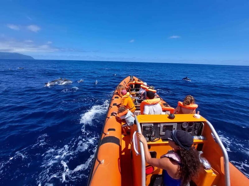 São Miguel, Azores: Whale and Dolphin Watching Tour - A Detailed Look at the Azores Whale and Dolphin Watching Tour
