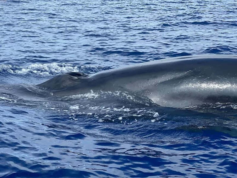 São Miguel, Azores: Whale and Dolphin Watching Tour - Final Thoughts
