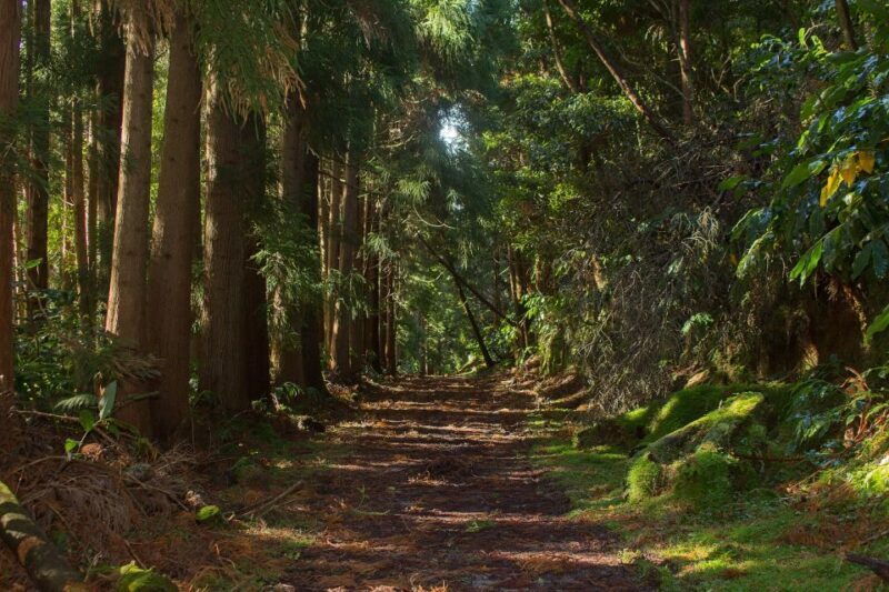 São Miguel: Full-Day Hike to Lagoa do Fogo - FAQ
