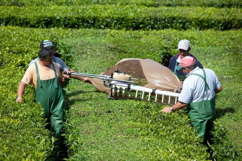 São Miguel: Furnas Volcano & Tea Plantation Tour & Lunch - Final Thoughts
