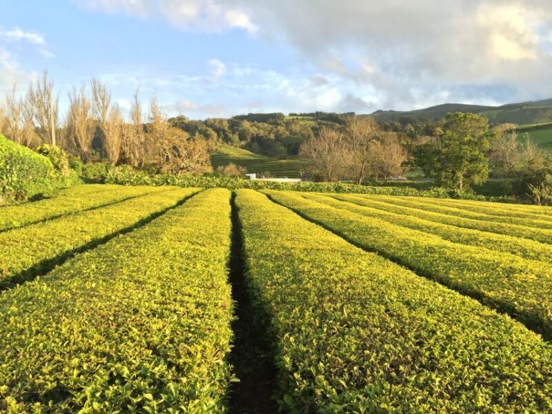 São Miguel Island: Full Day All-in-One Tour - Transportation & Group Size