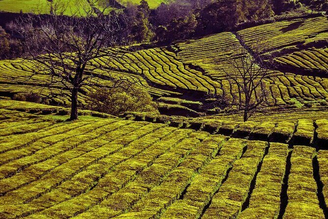 São Miguel: Majestic North Tour (Local Lunch Incl.) - Exploring the Day’s Itinerary in Detail