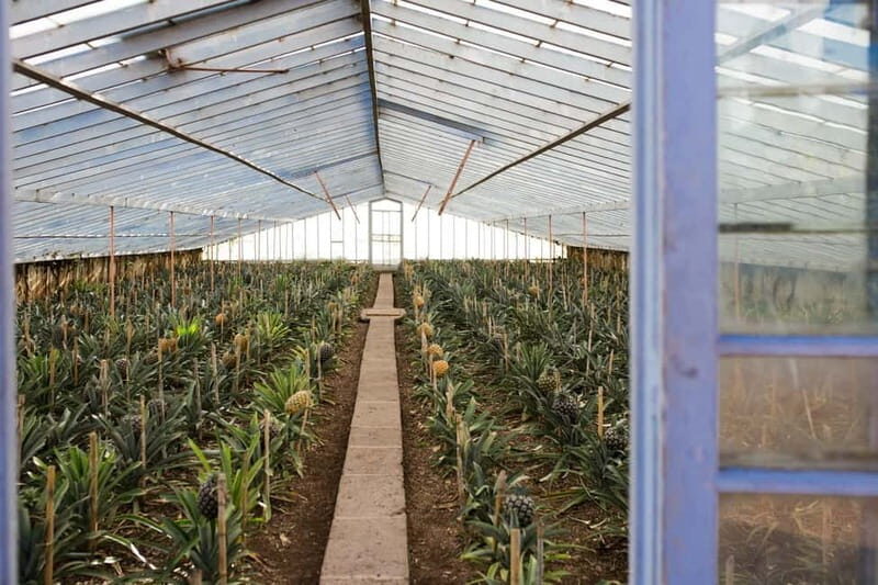 São Miguel: Sete Cidades & Pineapple Plantation Tour - Authentic Experience and Authenticity