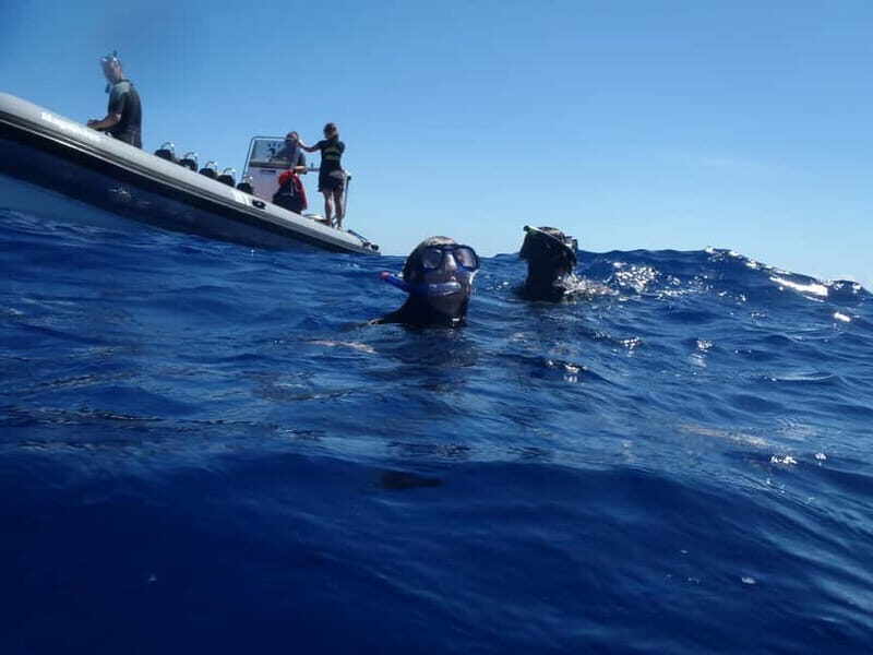 São Miguel: Swim with Wild Dolphins in the Open Ocean - Diving Into the Experience: What Youll Do and What You Can Expect