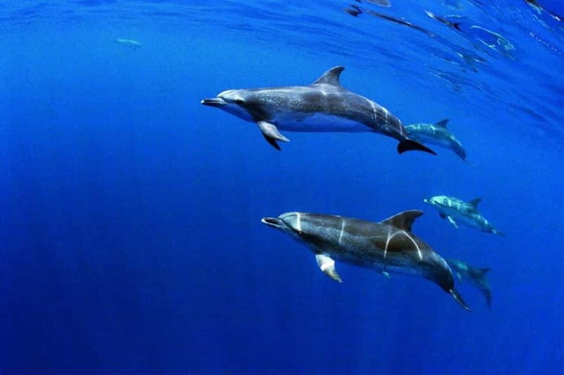 São Miguel: Swim with Wild Dolphins in the Open Ocean - What’s Included and What to Prepare