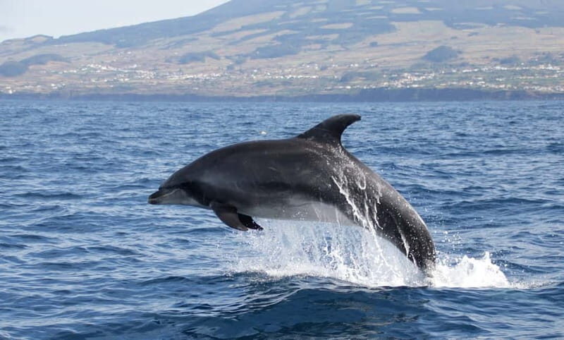 São Miguel: Swim with Wild Dolphins in the Open Ocean - Authenticity and Value: Why This Tour Stands Out
