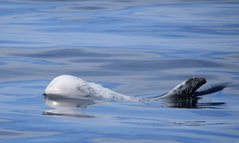 São Miguel: Swim with Wild Dolphins in the Open Ocean - Who Will Love This Tour?