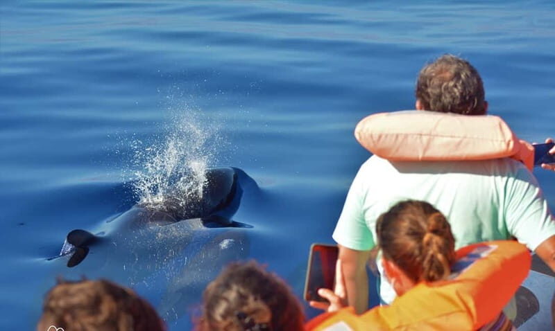 São Miguel: Swim with Wild Dolphins in the Open Ocean - FAQs