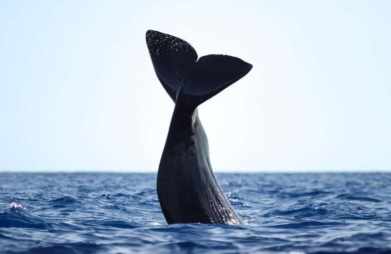São Miguel: Whale-Watching Cruise with Marine Biologist - Key Points