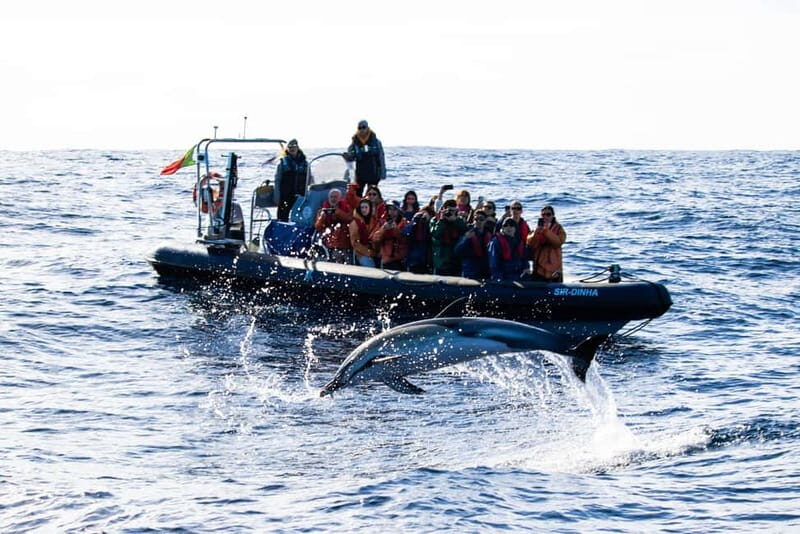 São Miguel: Whale-Watching Cruise with Marine Biologist - An In-Depth Look at the Tour Experience